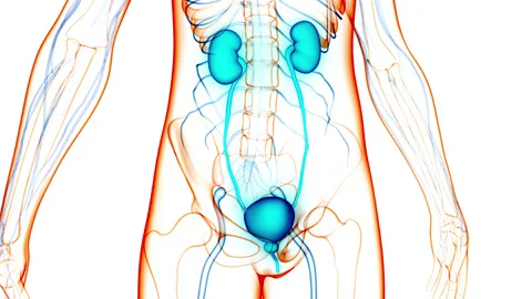 Human Urinary System Kidneys with Bladder Anatomy Animation Concept Stock-Footage 148311512