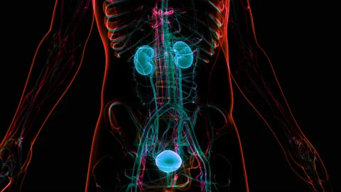 Human Urinary System Kidneys with Bladder Anatomy Animation Concept Video stock 148311564