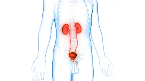 Human Urinary System Kidneys with Bladder Anatomy Animation Concept Видео 148311576