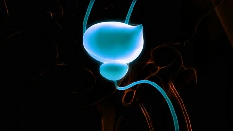 Human Urinary System Kidneys with Bladder Anatomy Animation Concept Видео 148311583