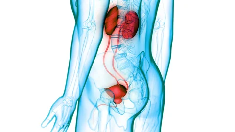 Human Urinary System Kidneys with Bladder Anatomy Animation Concept Stock Footage 148311737