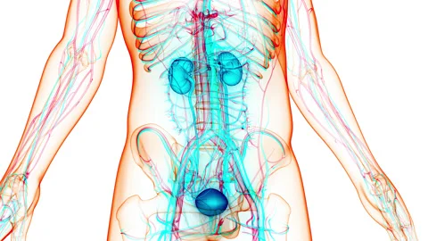 Human Urinary System Kidneys with Bladder Anatomy Animation Concept Stock Footage 150136566