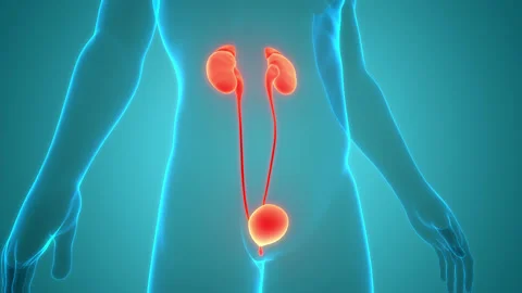 Human Urinary System Kidneys with Bladder Anatomy Animation Concept Stock Footage 154950759