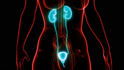 Human Urinary System Kidneys with Bladder Anatomy Animaion Concept 库存影片 158161430
