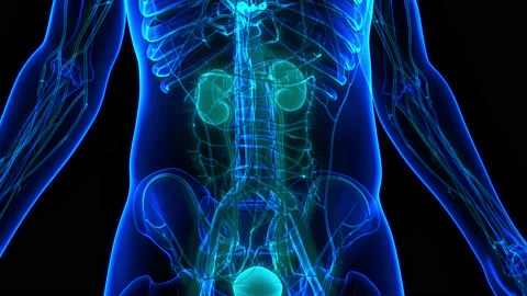 Human Urinary System Kidneys with Bladder Anatomy Animation Concept Stock-Footage 158631879