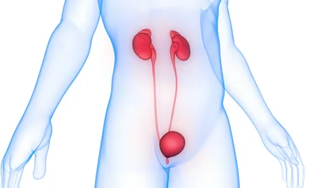 Human Urinary System Kidneys with Bladder Anatomy Animation Concept Vidéo 161053335