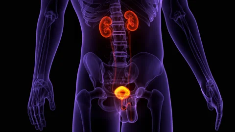 Human Urinary System Kidneys with Bladder Anatomy Animation Concept Видео 161053409