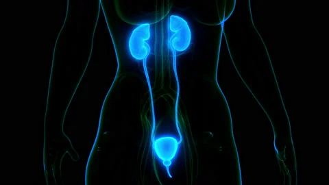 Human Urinary System Kidneys with Bladder Anatomy Animation Concept 库存影片 161053760