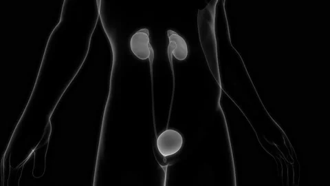 Human Urinary System Kidneys with Bladder Anatomy Animation Concept Stock-Footage 163964278