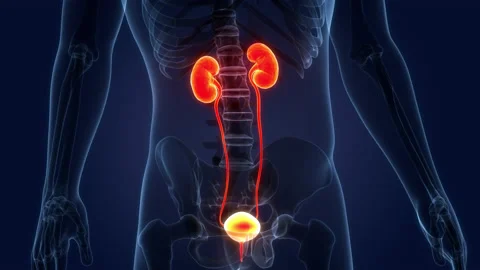 Human Urinary System Kidneys with Bladder Anatomy Animation Concept Видео 164645933