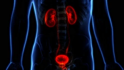 Human Urinary System Kidneys with Bladder Anatomy Animation Concept Video stock 169632531