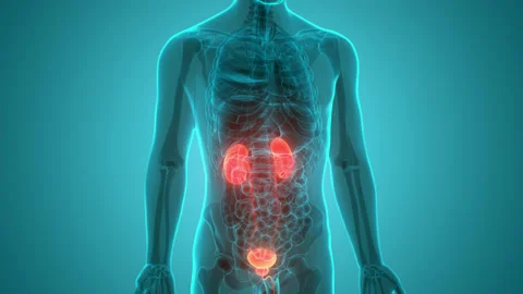 Human Urinary System Kidneys with Bladder Anatomy Animation Concept Vídeos de archivo 169634800