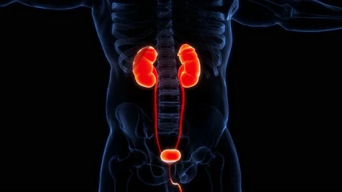 Human Urinary System Kidneys with Bladder Anatomy Animation Concept Stock Footage 169636466