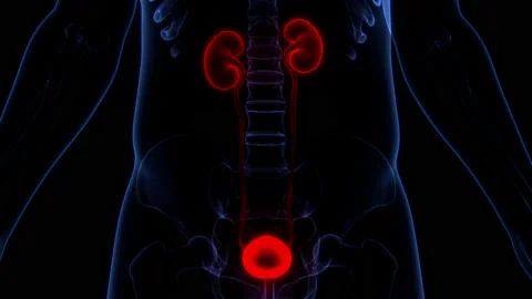 Human Urinary System Kidneys with Bladder Anatomy Animation Concept Video stock 169636957