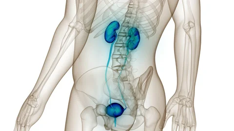 Human Urinary System Kidneys with Bladder Anatomy Animation Concept Stock Footage 200872627