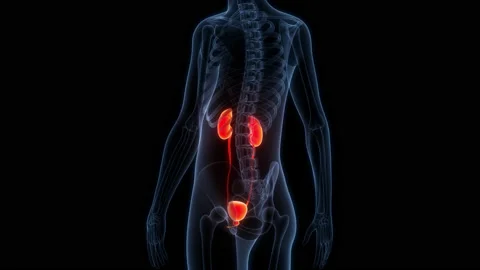 Human Urinary System Kidneys with Bladder Anatomy Animation Concept Stock Footage 210145227