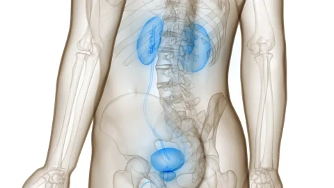 Human Urinary System Kidneys with Bladder Anatomy Animation Concept 動画素材 210155442