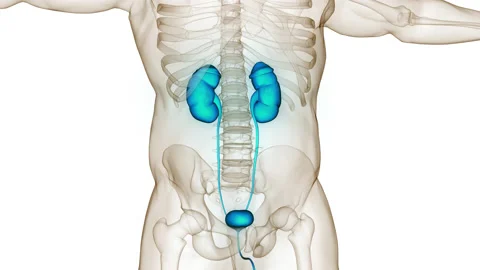 Human Urinary System Kidneys with Bladder Anatomy Animation Concept Video stock 210698708