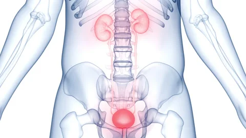Human Urinary System Kidneys with Bladder Anatomy Animation Concept Stock Footage 210699133