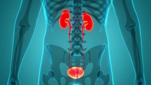Human Urinary System Kidneys with Bladder Anatomy Stock-Footage 240733553