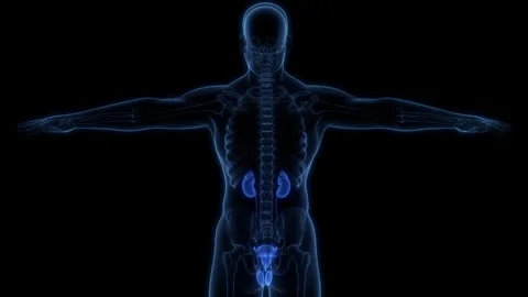 Human Urinary System Kidneys with Bladder Anatomy Stock Footage 240744124