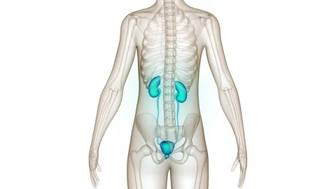 Human Urinary System Kidneys with Bladder Anatomy Stock Footage 250436899