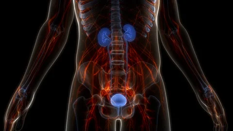 Human Urinary System Kidneys with Bladder Anatomy Animation Concept Stock Footage 250436960
