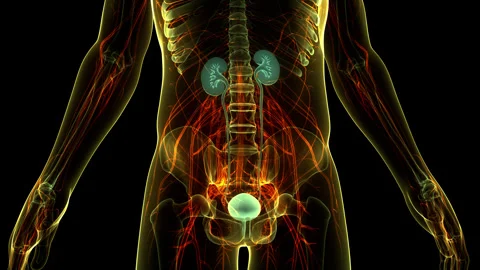 Human Urinary System Kidneys with Bladder Anatomy Stock Footage 250437916