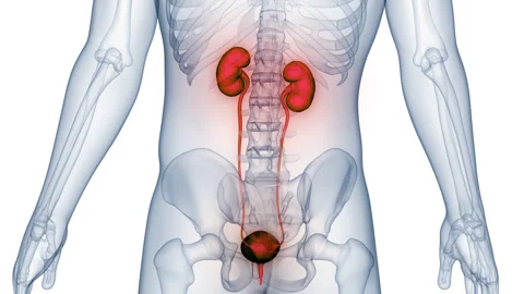 Human Urinary System Kidneys with Bladder Anatomy Stock Footage 250439597