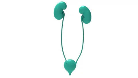 Human Urinary System Kidneys with Bladder Anatomy Видео 250440961