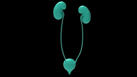 Human Urinary System Kidneys with Bladder Anatomy Stock Footage 250440985