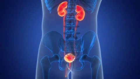 Human Urinary System Kidneys with Bladder Anatomy Stock Footage 250443249
