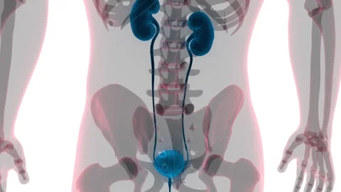 Human Urinary System Kidneys with Bladder Anatomy Animation Concept Stock Footage 264885366