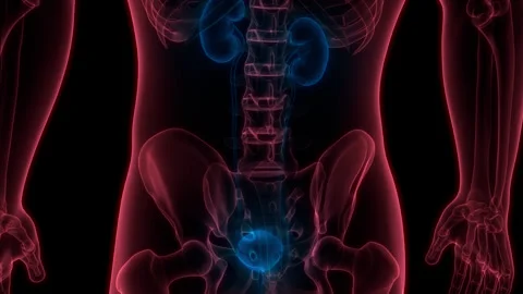 Human Urinary System Kidneys with Bladder Anatomy Animation Concept Stock Footage 264886143