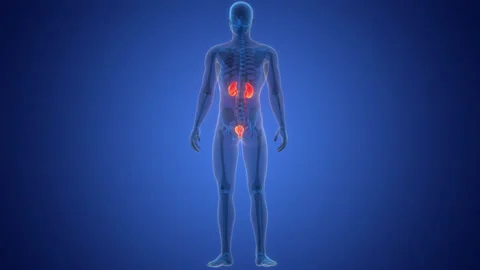 Human Urinary System Kidneys with Bladder Anatomy Animation Concept Stock Footage 266515890