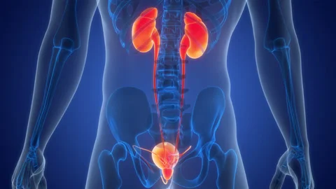 Human Urinary System Kidneys with Bladder Anatomy Animation Concept Video stock 266516293