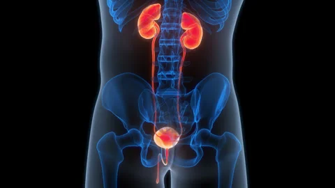Human Urinary System Kidneys with Bladder Anatomy Animation Concept 스톡 동영상 266524052