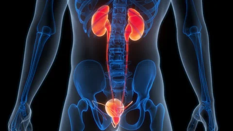 Human Urinary System Kidneys with Bladder Anatomy Animation Concept 스톡 동영상 266526456