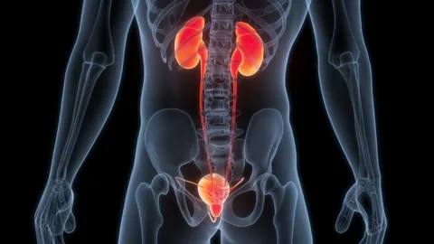 Human Urinary System Kidneys with Bladder Anatomy Animation Concept 스톡 동영상 266532660