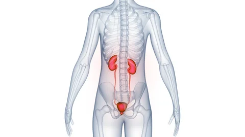Human Urinary System Kidneys with Bladder Anatomy Animation Concept Stock Footage 266629658