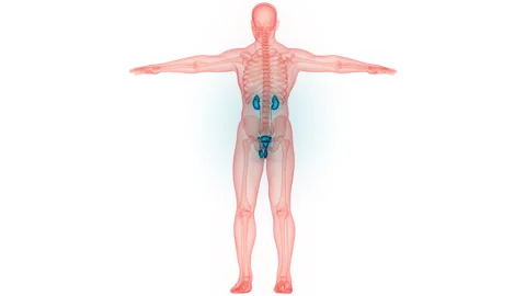 Human Urinary System Kidneys with Bladder Anatomy Animation Concept Stock Footage 266637557