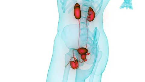Human Urinary System Kidneys with Bladder Anatomy Animation Concept Stock Footage 266645236