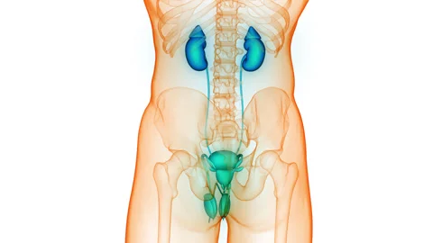 Human Urinary System Kidneys with Bladder Anatomy Animation Concept Stock-Footage 266646395