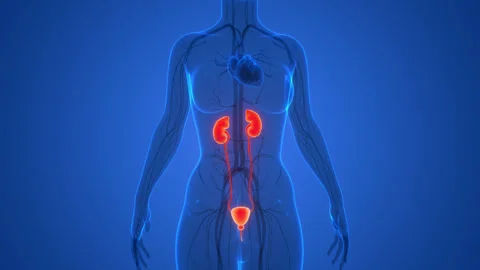 Human Urinary System Kidneys with Bladder Anatomy Animation Concept Stock Footage 266649178