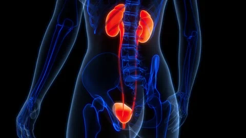 Human Urinary System Kidneys with Bladder Anatomy Animation Concept Stock Footage 266652176
