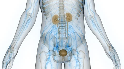 Human Urinary System Kidneys with Bladder Anatomy Animation Concept Stock Footage 266653201