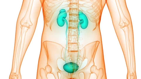 Human Urinary System Kidneys with Bladder Anatomy Animation Concept Stock Footage 266654129