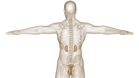 Human Urinary System Kidneys with Bladder Anatomy Animation Concept Stock Footage 266655210