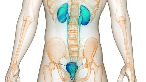 Human Urinary System Kidneys with Bladder Anatomy Animation Concept 스톡 동영상 281575756