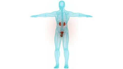 Human Urinary System Kidneys with Bladder Anatomy Animation Concept 스톡 동영상 281577845